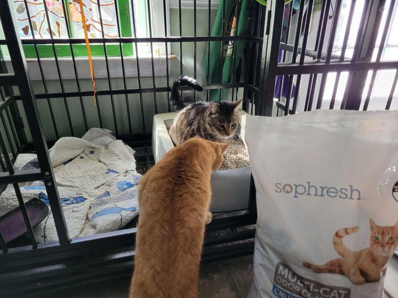 Apollo and Momo fighting over who gets to use it first!