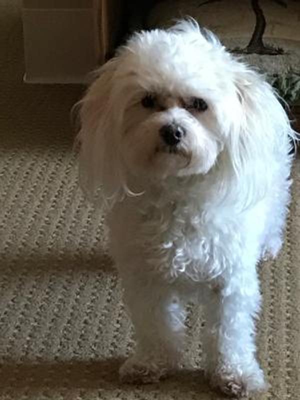 Darcy
