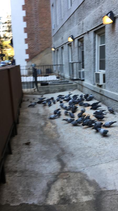 Our bird neighbors