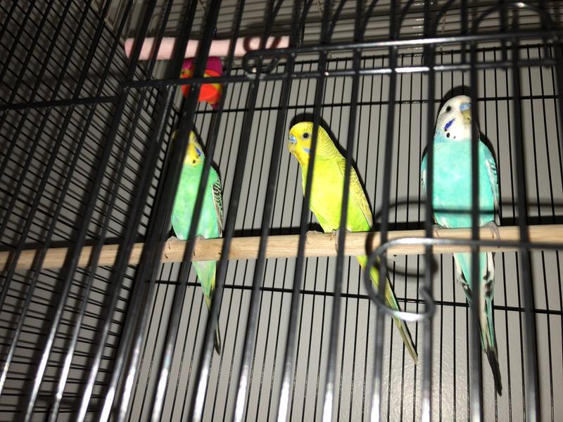 The boys!