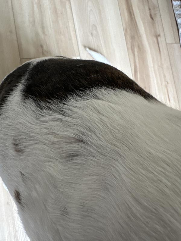 Coat is still dirty