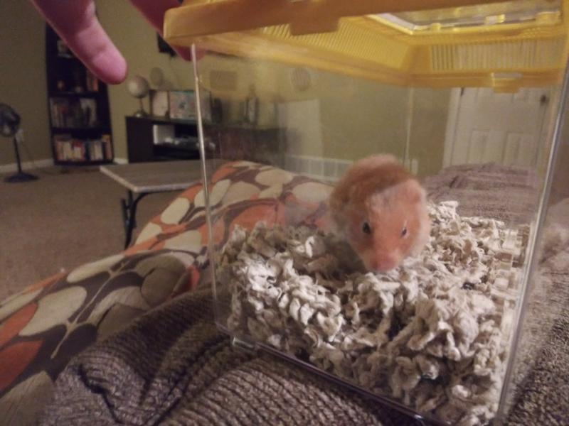 Nutmeg getting ready to go to vet