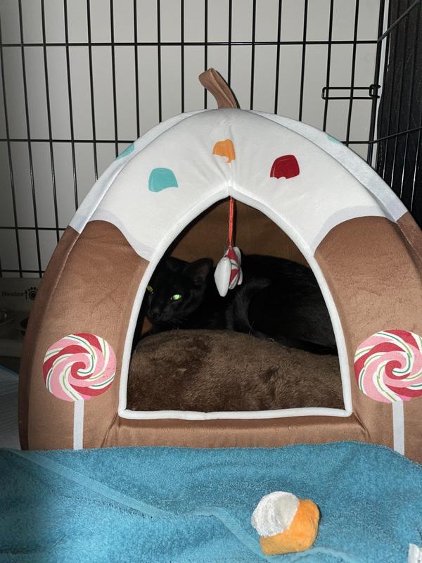 Recovery after Neuter