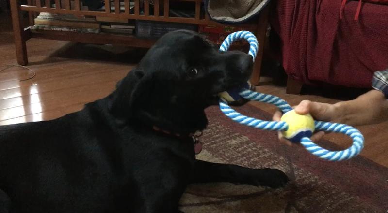 Love this toy!