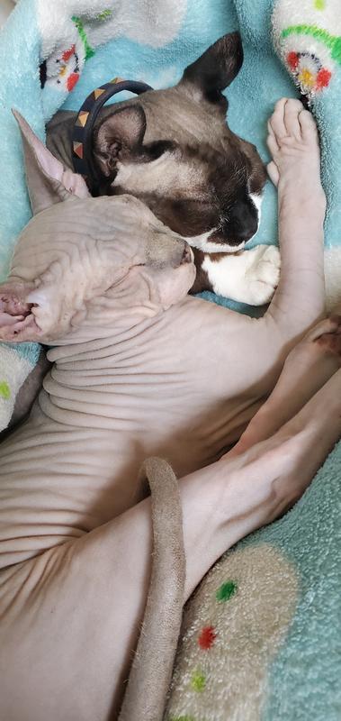 My babies, Nala Prune & Castiel