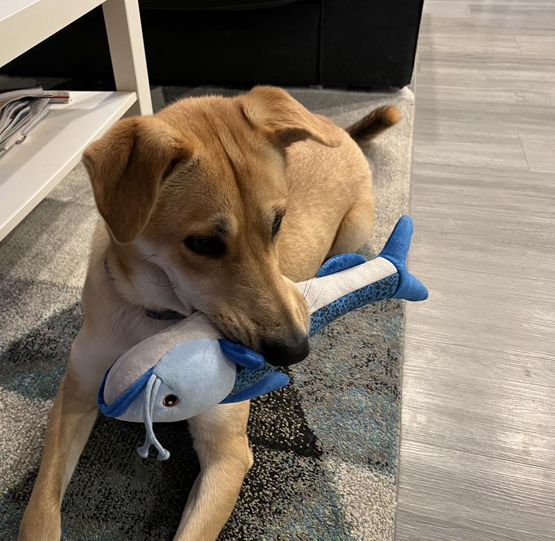 Our dog loves carrying this fish toy with her around the house and squeaking it