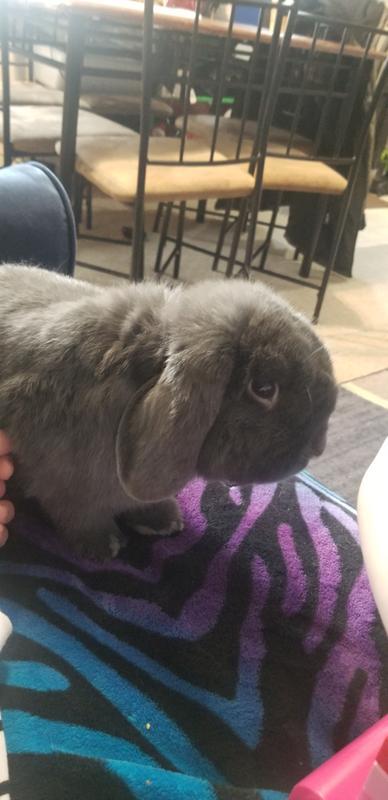 Sweet Hayes