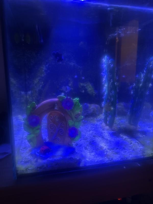 Great addition to tank