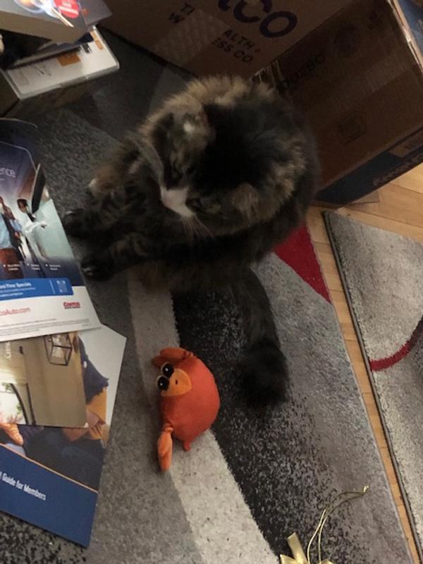 As close as he got to this toy