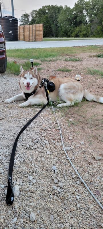 He has his leash on too lol he got too excited he walked away when I put it on. Not enough time to take the leash off.
