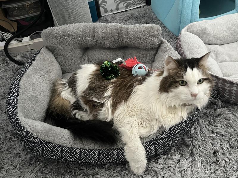 Our other cat simply tolerated them.