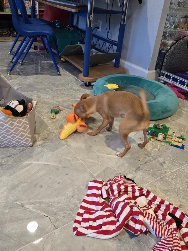Playing with dino