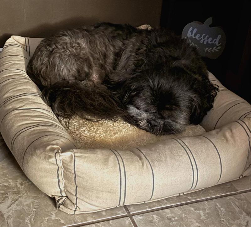 Smokey snoozing