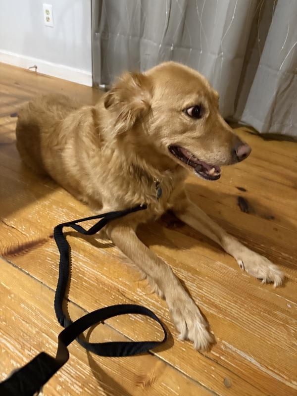 Getting ready for our walk!