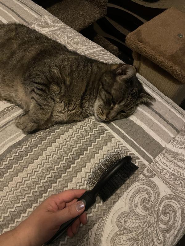 The brush head is bigger than my 16lb cats head.