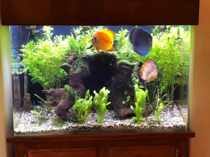 My 55 gallon aquarium