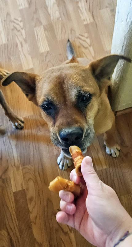 Thinking he was going to get both treats, but a least he got to pick first.