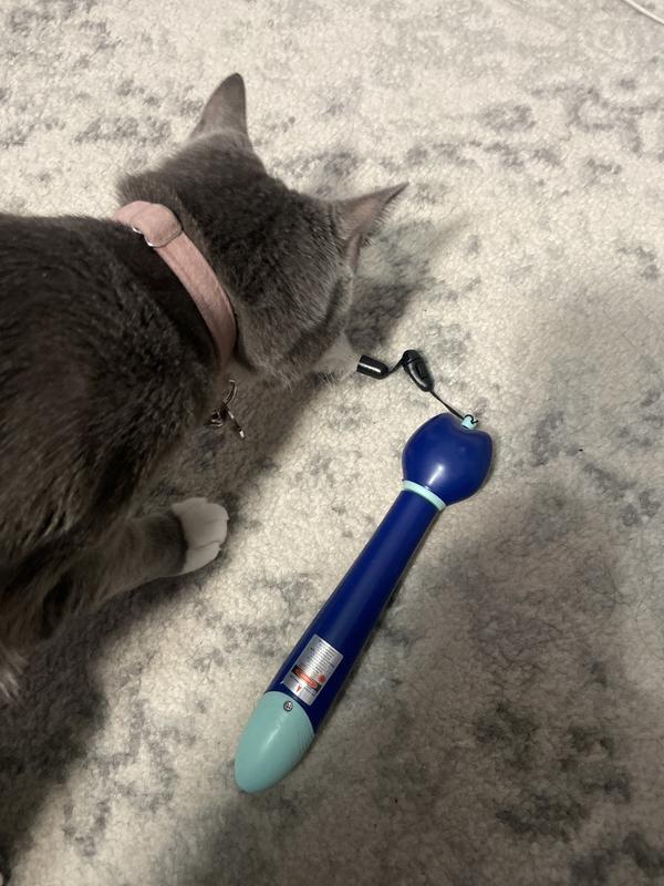 Cat lives the feather