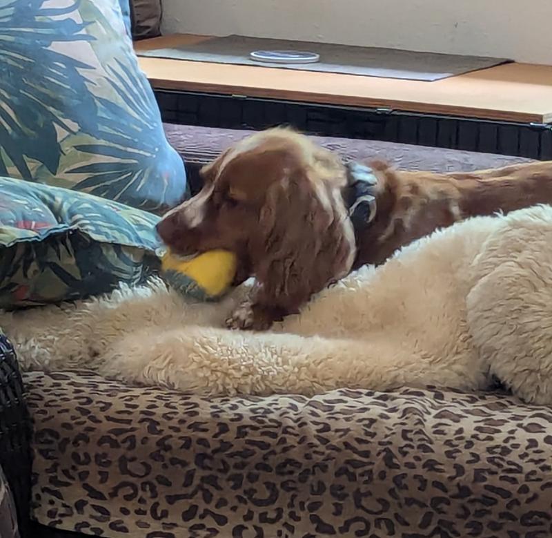 Sized just right for small/medium dog mouth