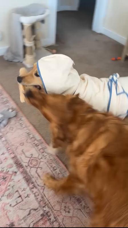 Dogs goofing around in the robe