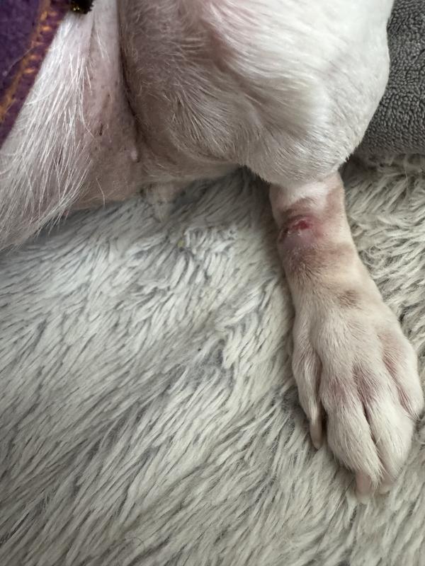 Licking granuloma finally looking better