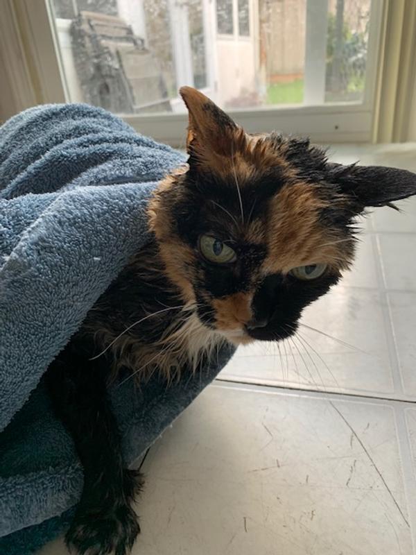 Frankie right after her bath