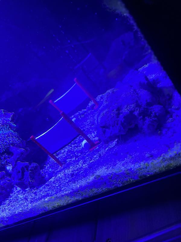 Safe for saltwater