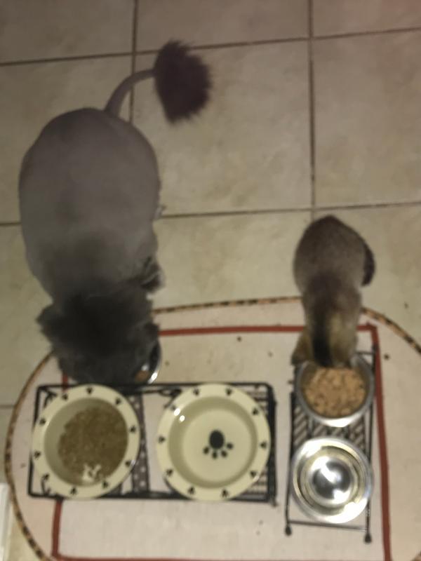 No more scooting bowls at mealtime.