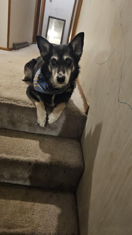 My dog loves it