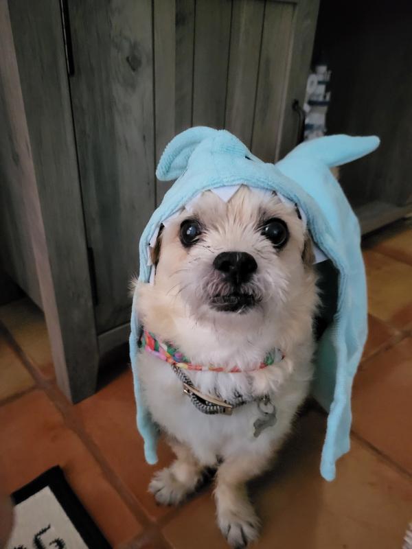 Getting dry after a rainy morning walk!
