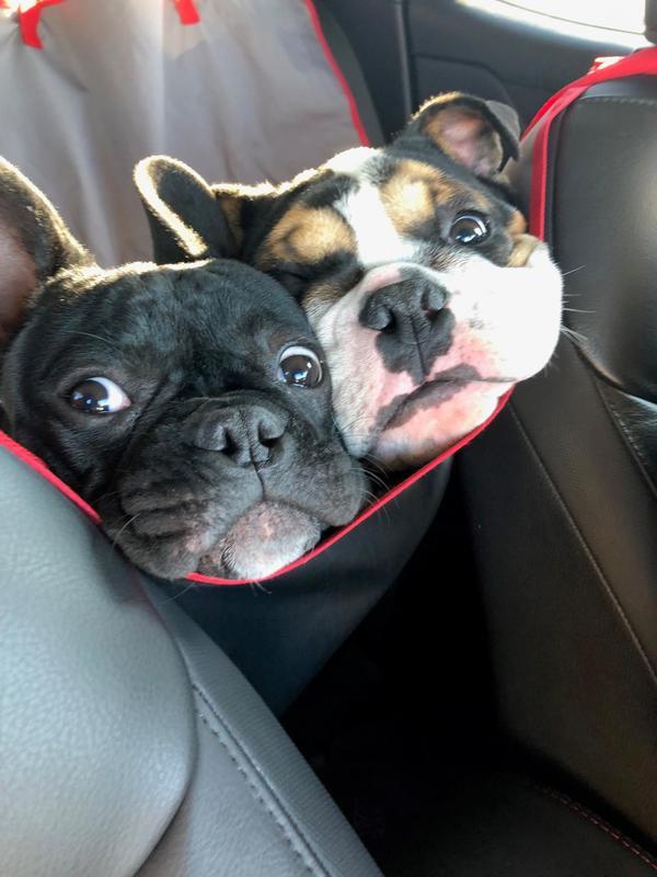 Jocko the Frenchie and Hoss the English Bulldog