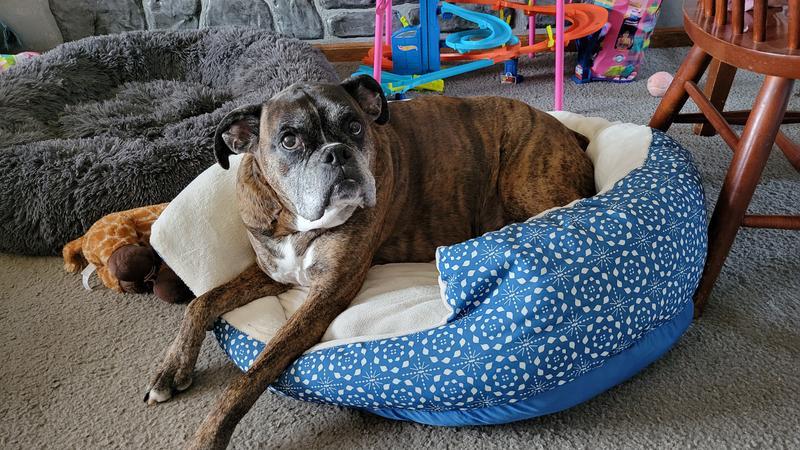 Roxie in Nester bed