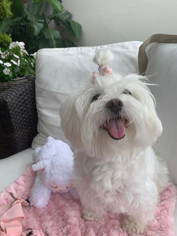 Sheep and Mia