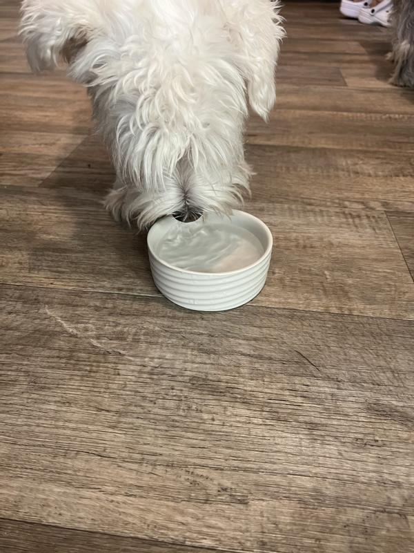 Jack the mini schnauzer