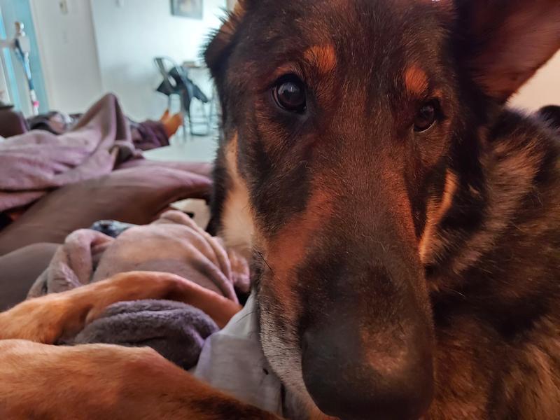 Here's a picture of the neurotic beast