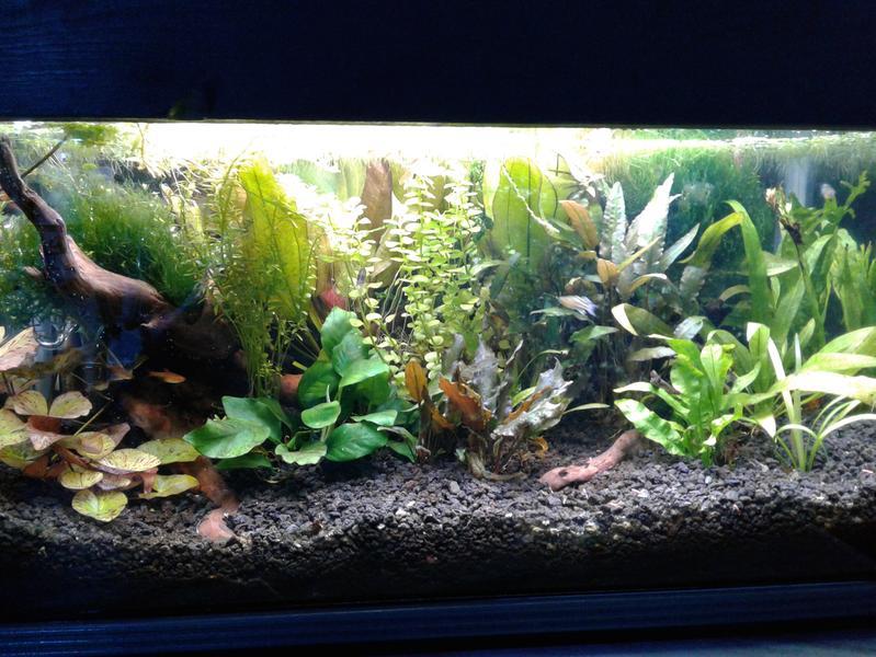 15 gallon plant aquarium