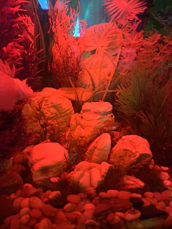 Under red LED lights