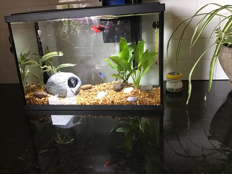 My betta tank names are, lily, and magnolia.
