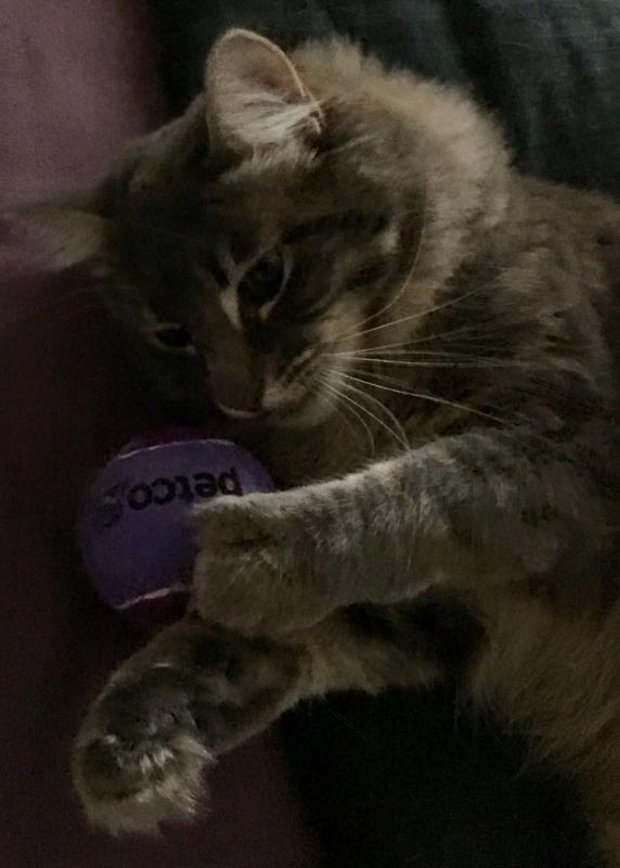 Einstein and her ‘dog’ toy