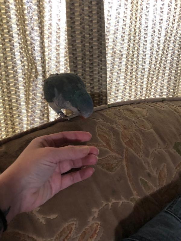 My new bird