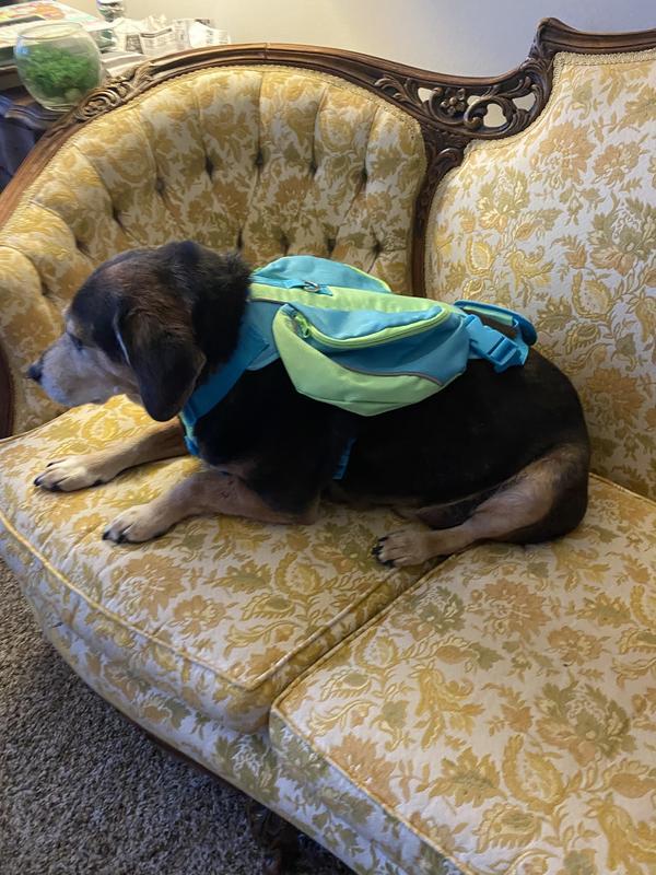 My hound is around 38 pounds the medium is a bit snug