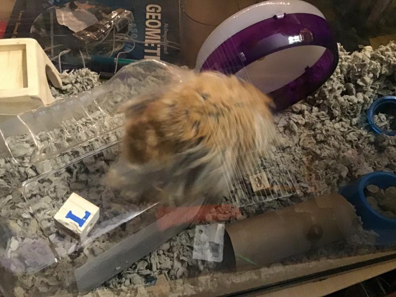 Pete playing with his blocks