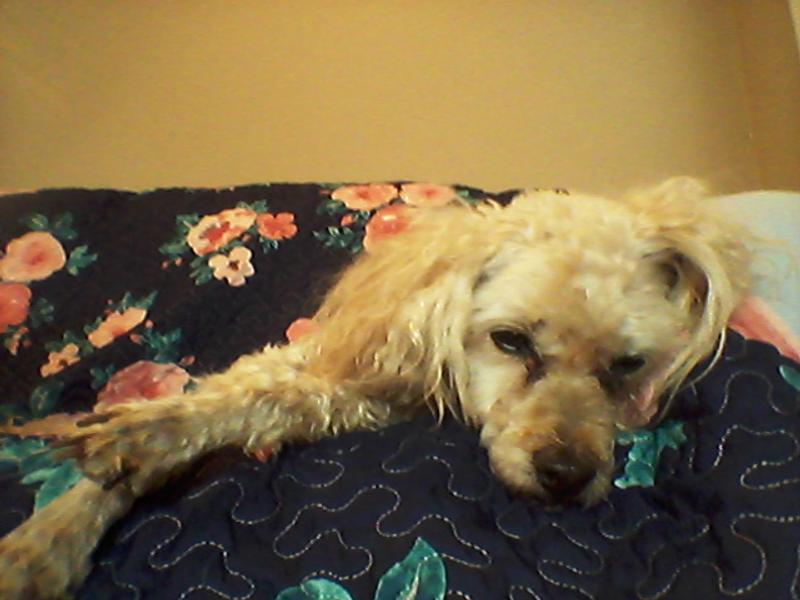 my old boy
