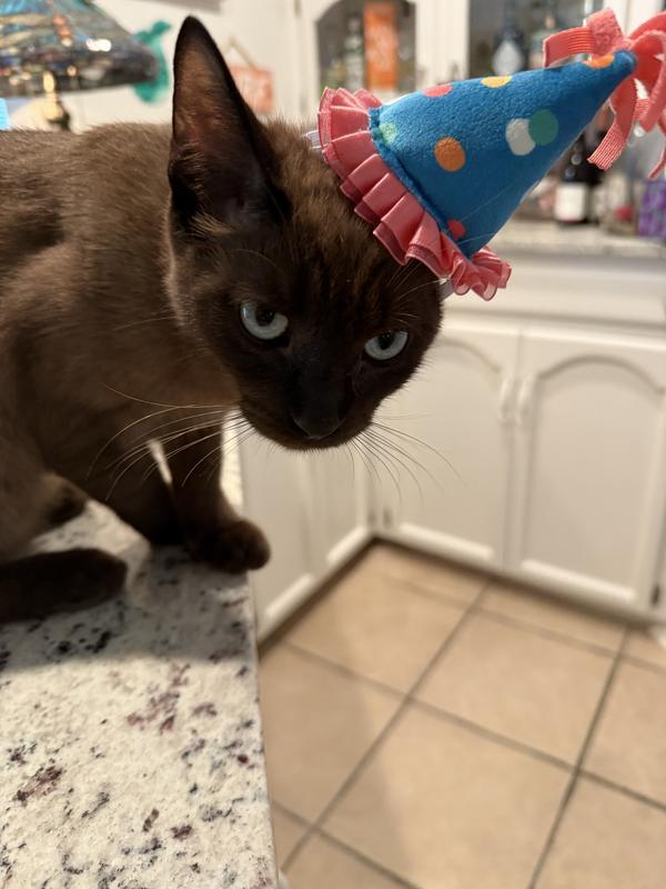Harry had a big day and too much catnip