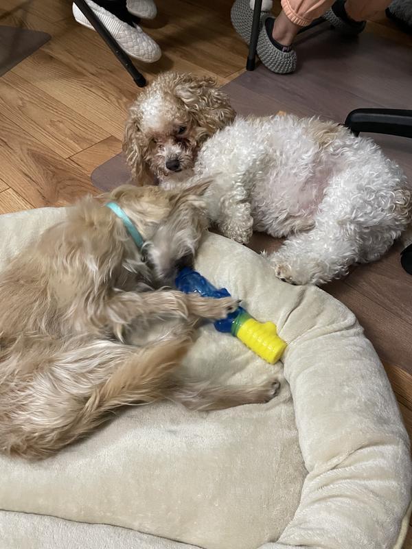 Photo - commentaire 5.