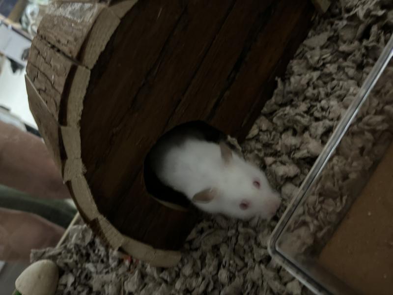 Plenty of space for our Syrian Hamster to hide and nap inside