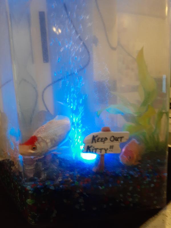 The fish liked it
