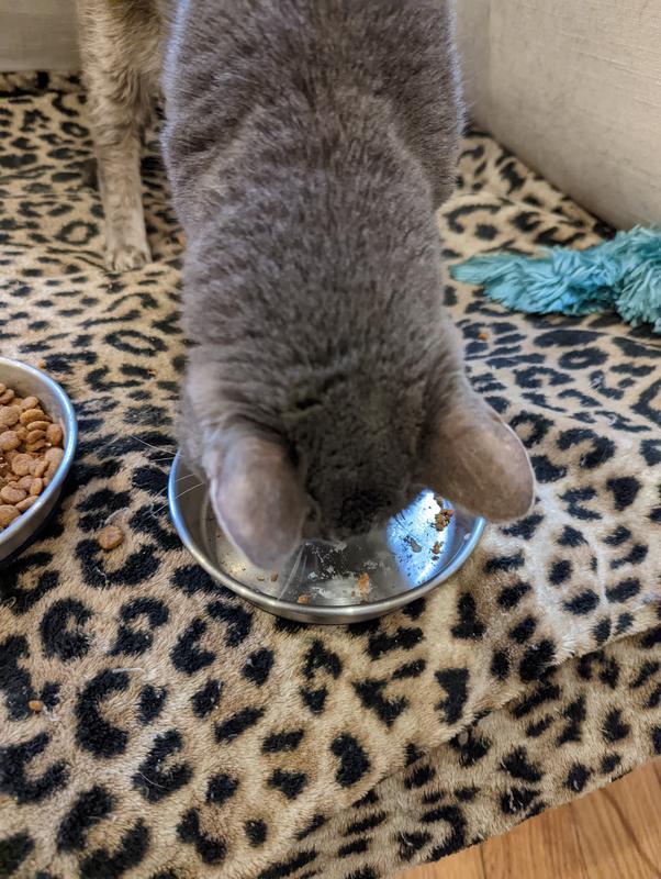 Licking the plate clean!