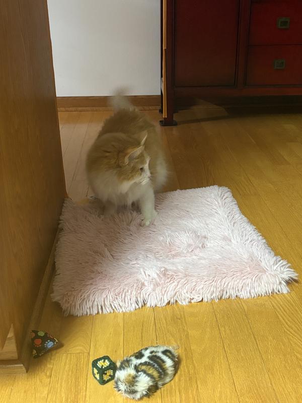 Playing on the bed