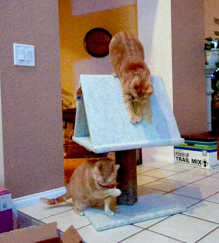 Cat games!